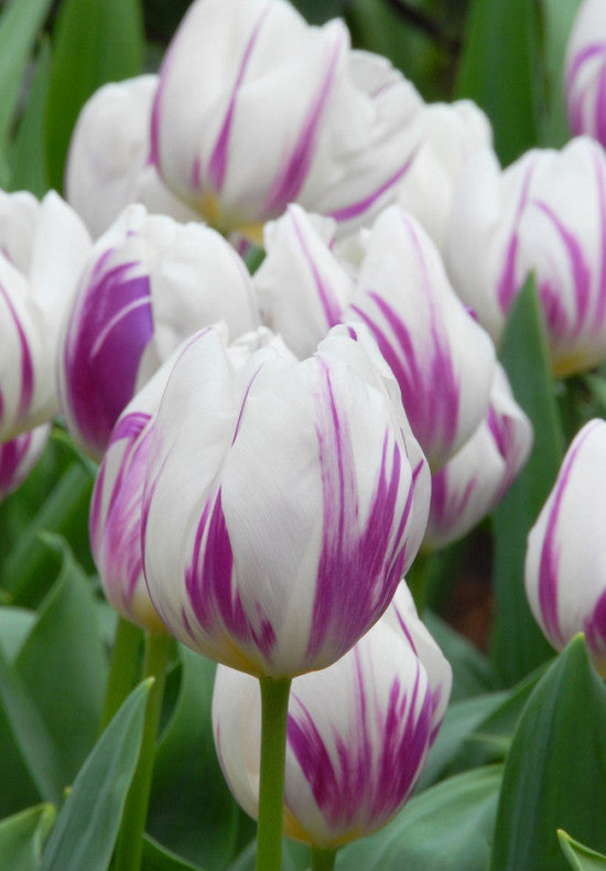 Tulipan Triumph - Plameni Zastava - 12/+