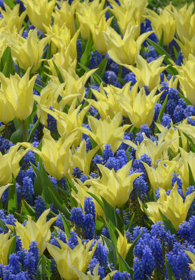 Tulip Lilyflowering - Florijn Chic - 12/+