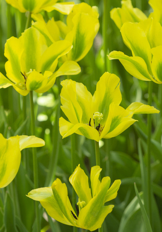 Tulipan Viridiflora - Formosa - 12/+