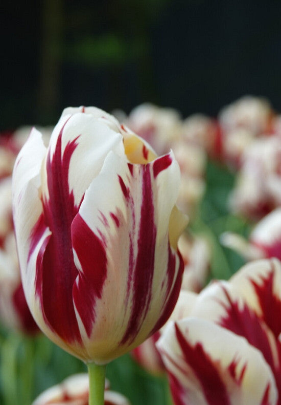 Tulipan Triumph - Grand Perfection - 12/+