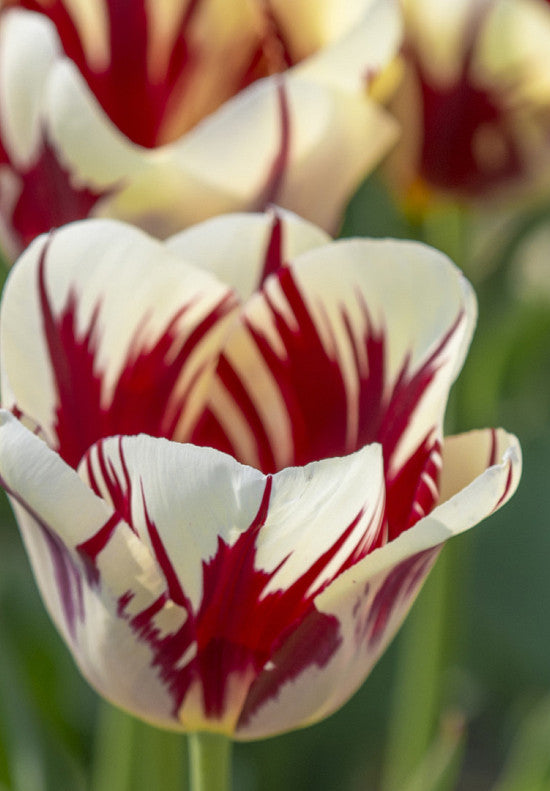 Tulipan Triumph - Grand Perfection - 12/+