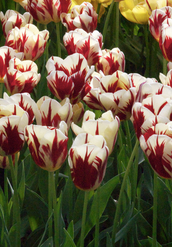 Tulipan Triumph - Grand Perfection - 12/+