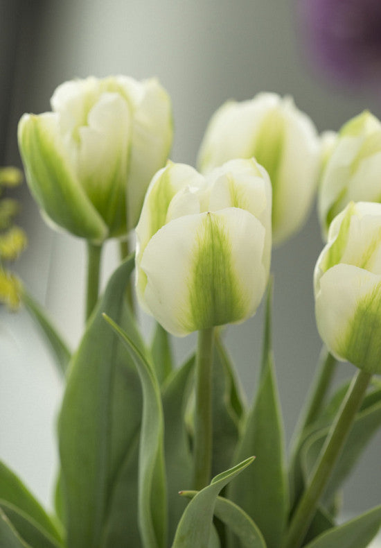 Tulipan Triumph - Zeleni Duh - 12/+