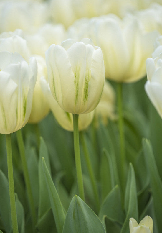 Tulipan Triumph - Zeleni Duh - 12/+