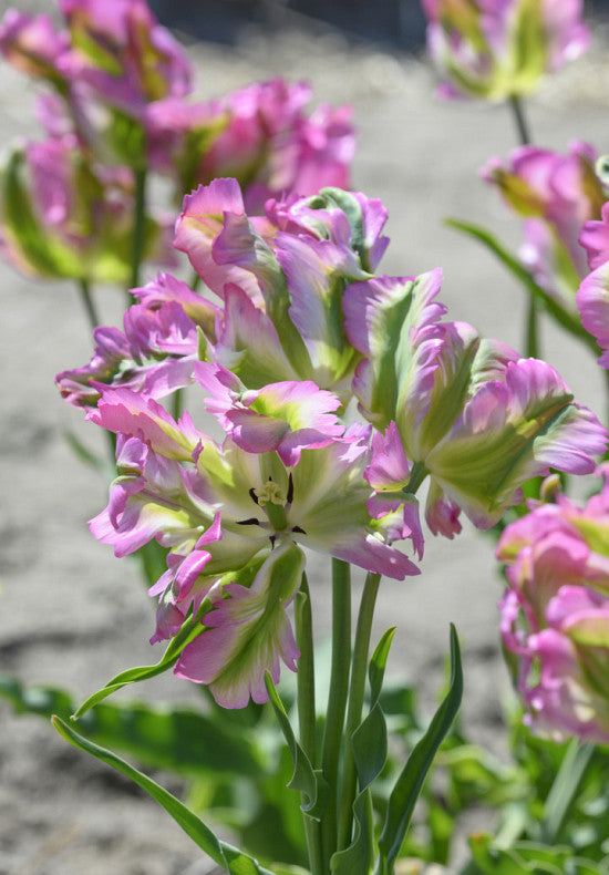 Tulipan Papiga - Zeleni Val - 12/+