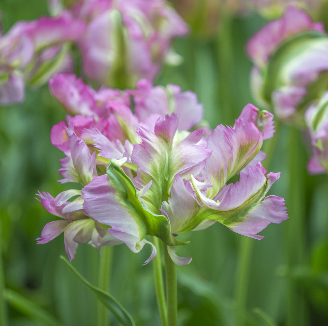 Tulipan Papiga - Zeleni Val - 12/+