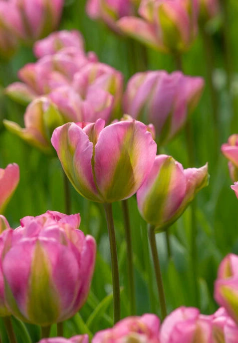 Tulipan Viridiflora - Groenland - 12/+