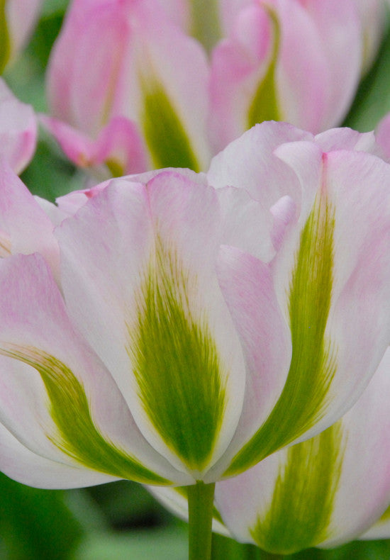 Tulipan Viridiflora - Groenland - 12/+