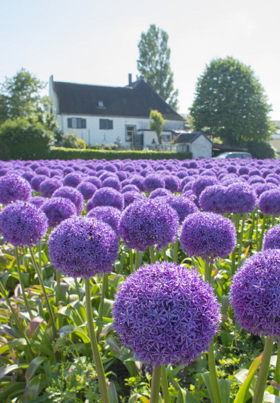 Allium Globemaster - 28/+