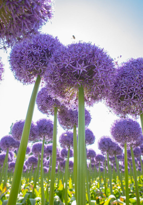 Allium Globemaster - 28/+