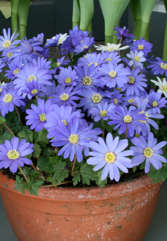 Anemone Blanda - +5/6