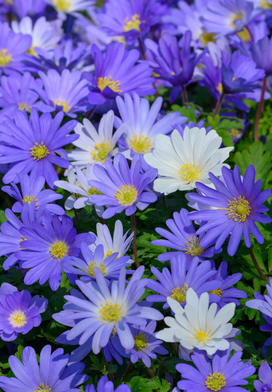 Anemona Blanda - +5/6