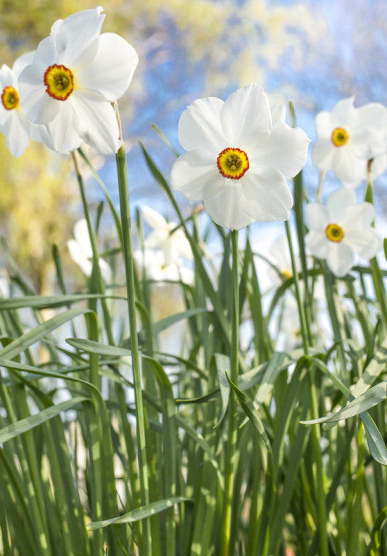 Narcis - Actaea - 14/16