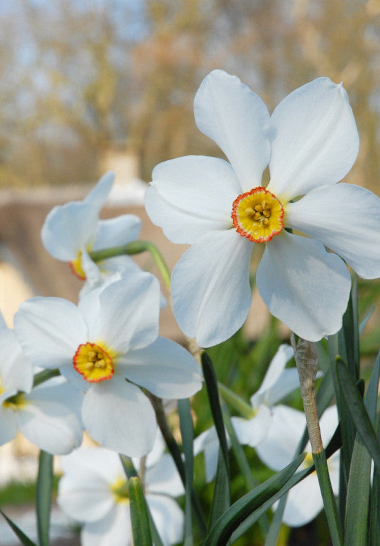 Narcis - Actaea - 14/16