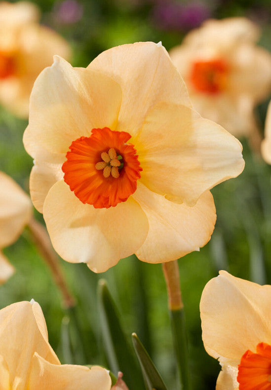 Daffodil - Altruist - 14/16