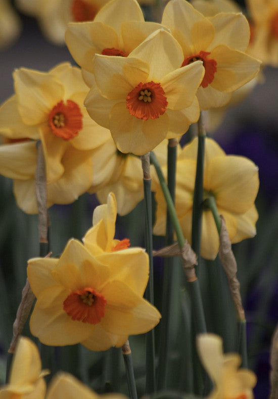 Narcis - Altruist - 14/16