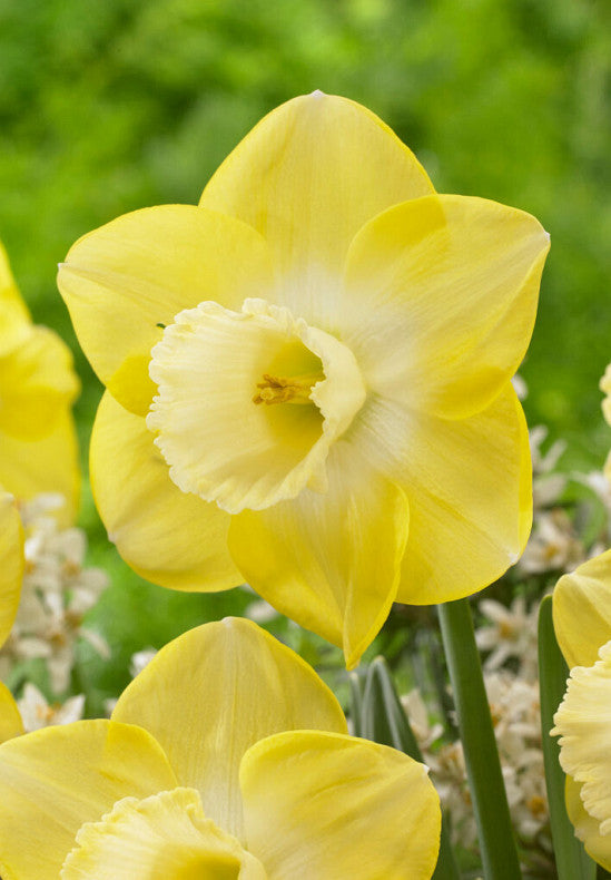 Narcis - Avalon - 14/16