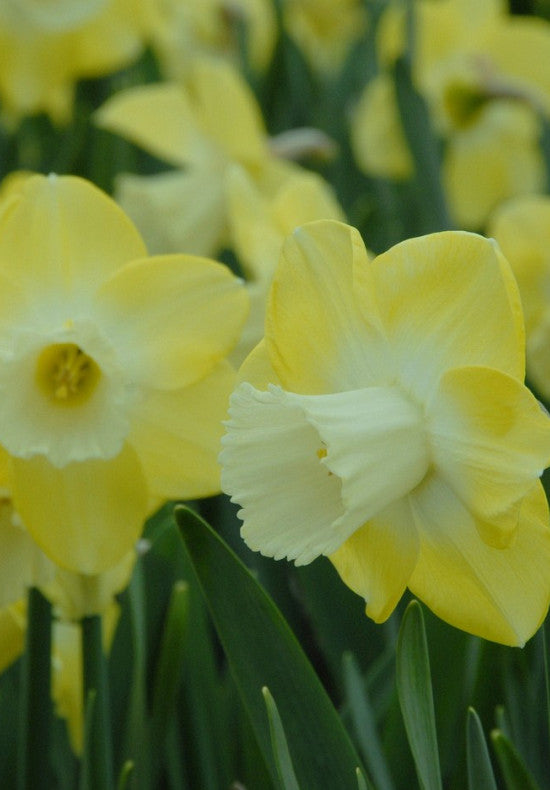 Narcis - Avalon - 14/16