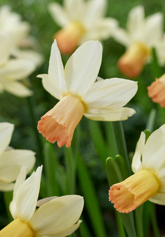 Narcis - Carice - 12/14