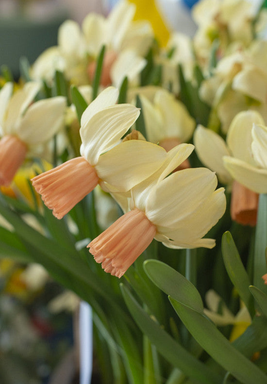 Narcis - Carice - 12/14