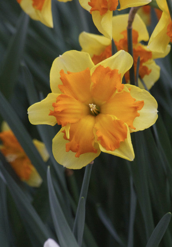 Narcis - Kongres - 12/14