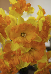 Narcis - Kongres - 12/14