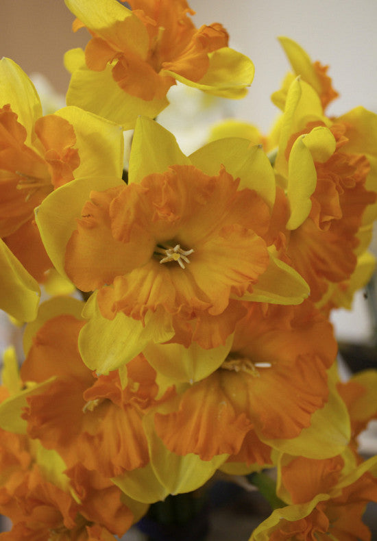 Narcis - Kongres - 12/14