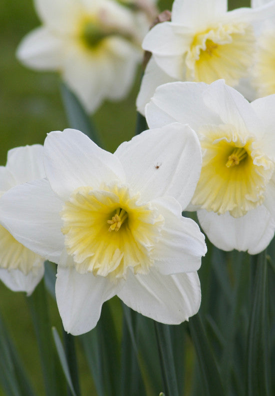 Narcis - Ice Follies - 14/16