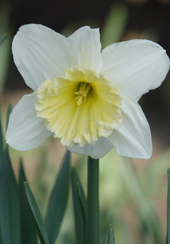 Narcis - Ice Follies - 14/16