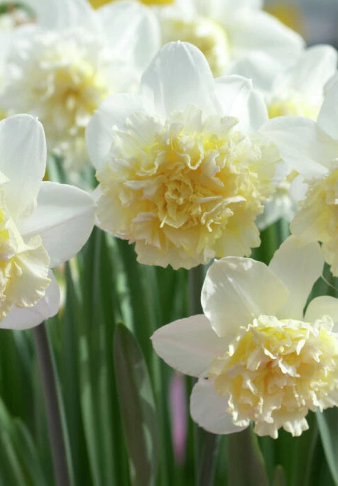 Narcis - Ledeni kralj - 14/16