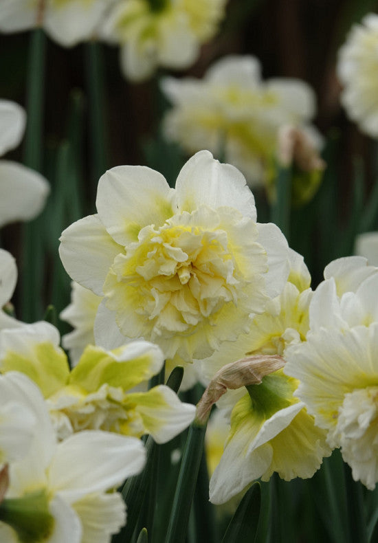 Narcis - Ledeni kralj - 14/16