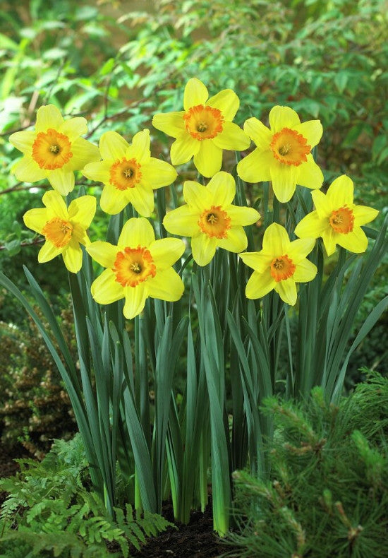 Narcis - Juanita - 14/16