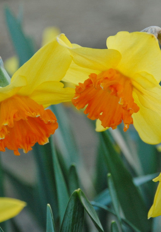 Narcis - Juanita - 14/16