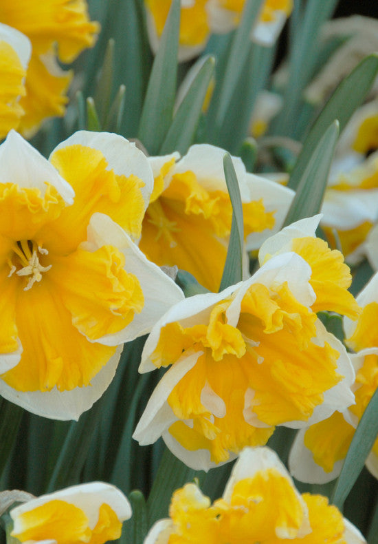 Daffodil - Orangery - 14/16