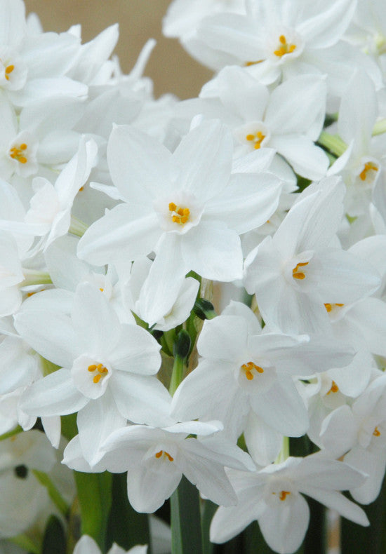 Narcis - Papirnati - 16/18