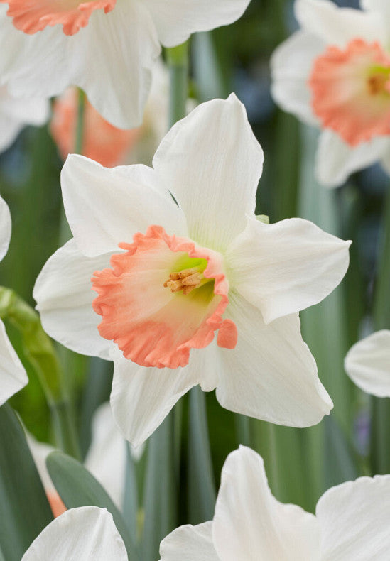 Narcis - Pink Charm - 14/16