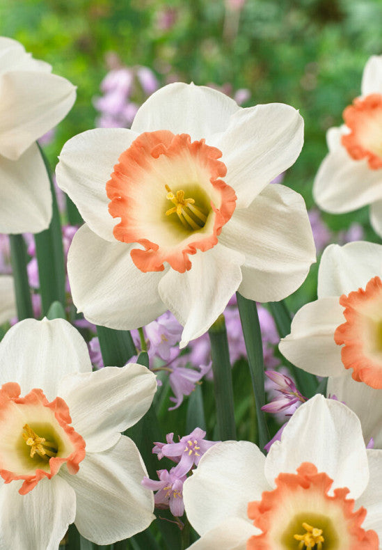 Narcis - Pink Charm - 14/16