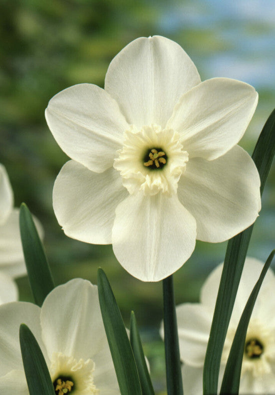 Narcis - Princeza Zaida - 12/14