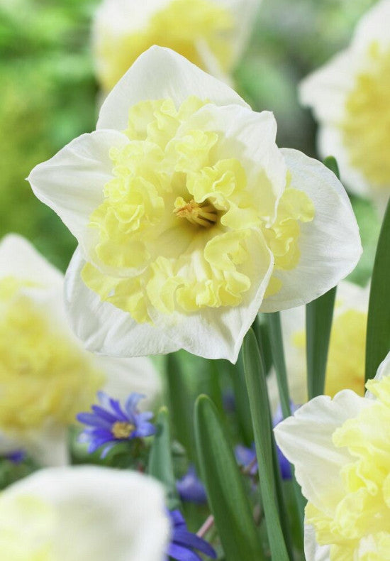 Daffodil - Printal - 14/16