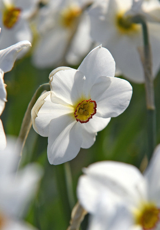 Narcis - Recurvus - 14/16