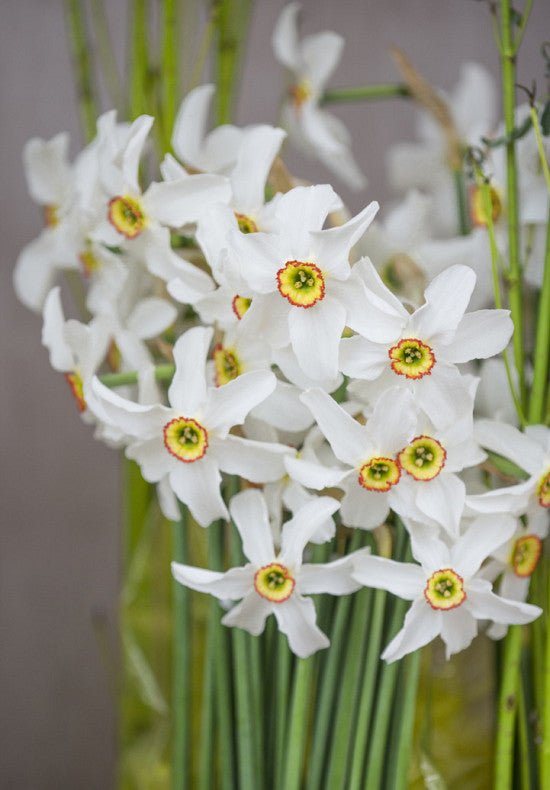 Narcis - Recurvus - 14/16