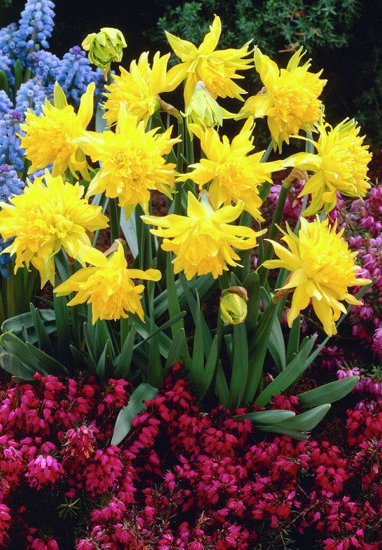 Narcis - Rip van Winkle - 12/14