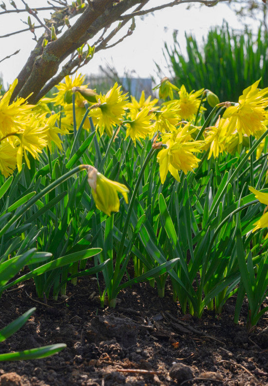 Narcis - Rip van Winkle - 12/14