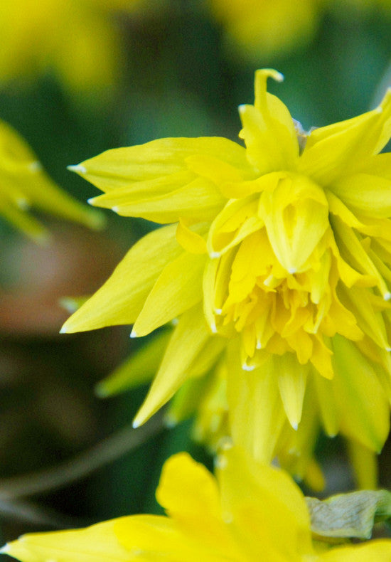 Narcis - Rip van Winkle - 12/14