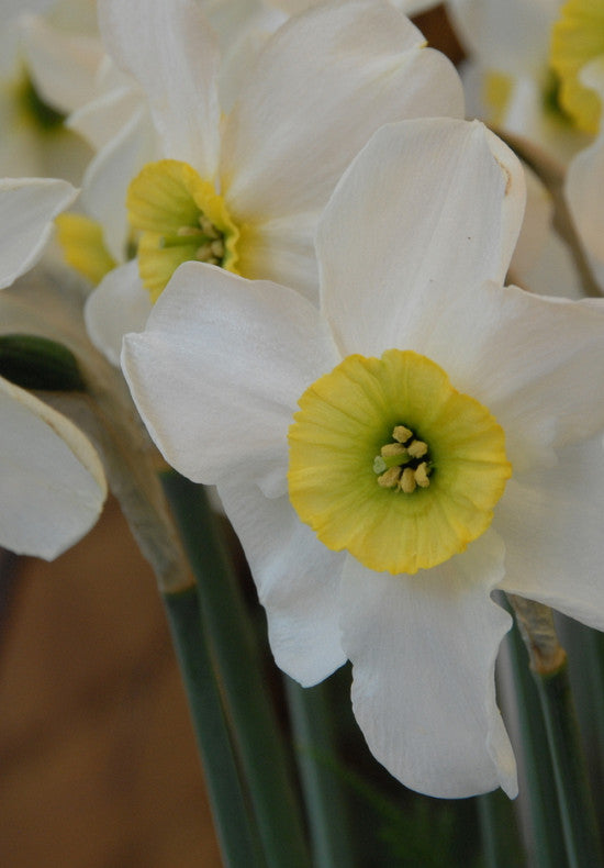 Narcis - Sinopel - 12/14