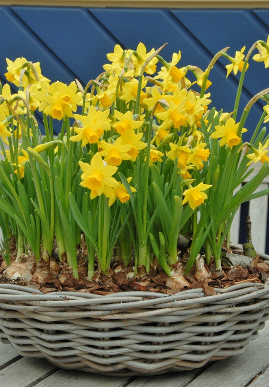 Narcis - Tete a Tete - 12/14