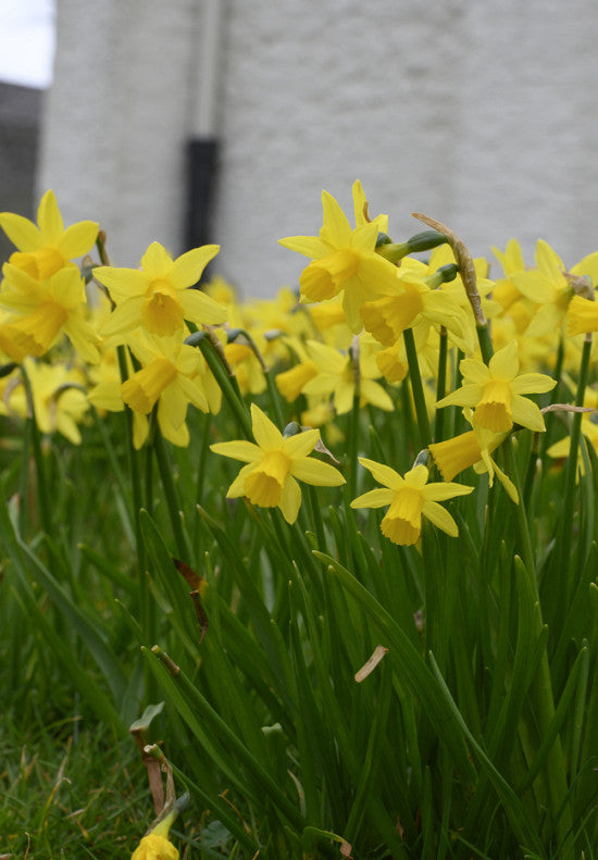 Narcis - Tete a Tete - 12/14