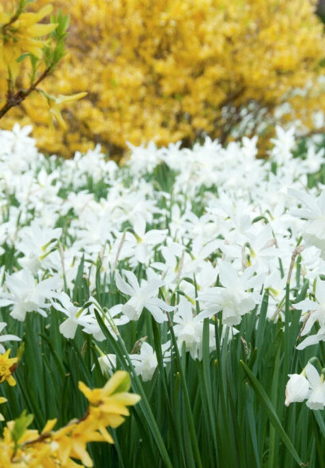 Narcis - Thalia - 12/14