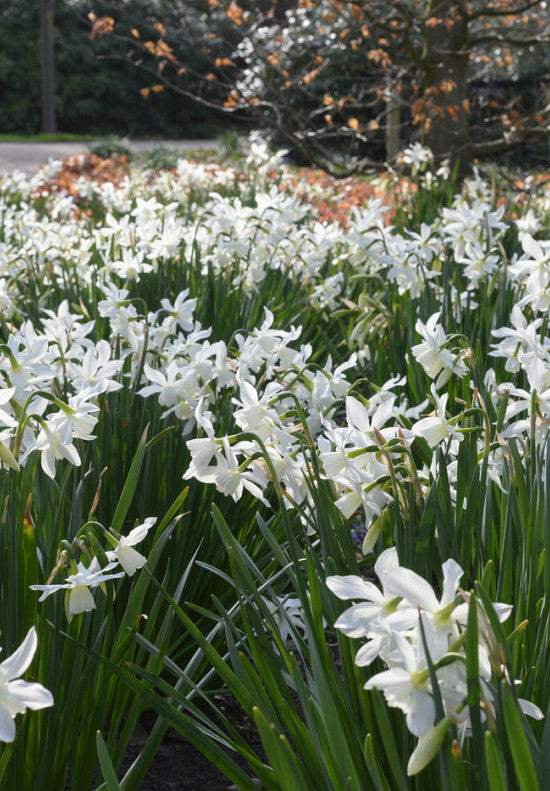 Narcis - Thalia - 12/14