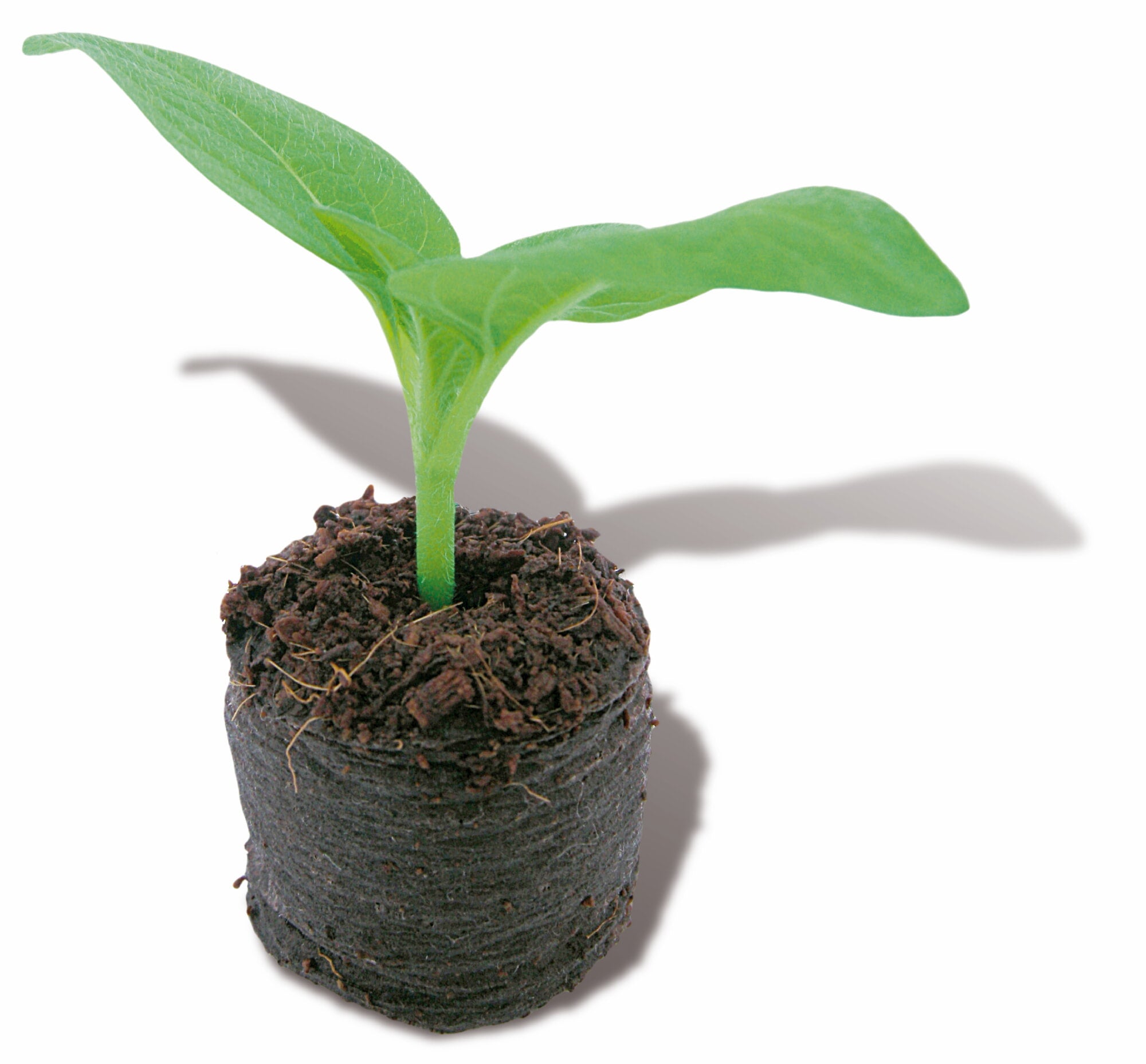 Swelling Growplugs 3,6 cm - 48 kom